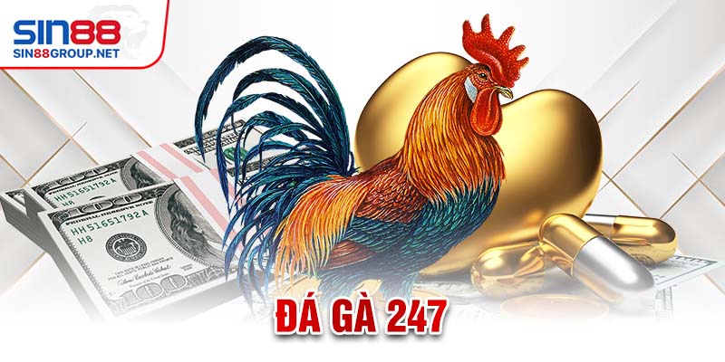 Đá gà 247