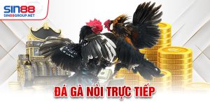 Đá gà nòi trực tiếp