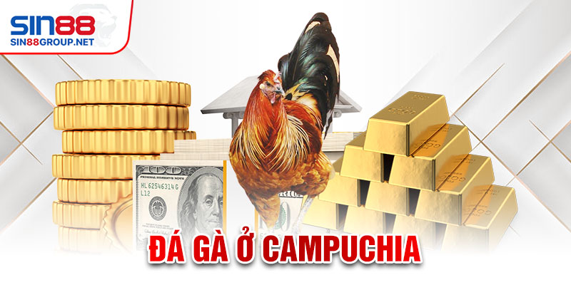 Đá gà ở campuchia