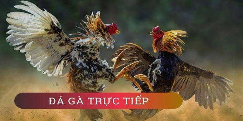 Tìm hiểu đá gà trực tiếp c1 thomo