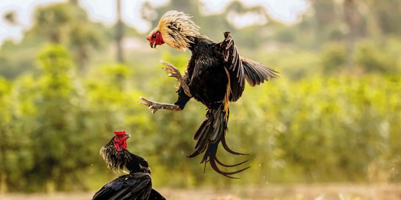 Đá gà nòi trực tiếp là gì?