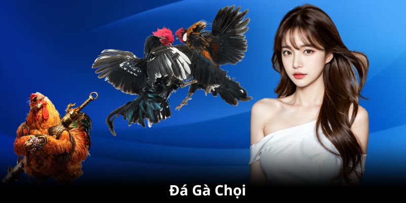 đá gà chọi Sin88