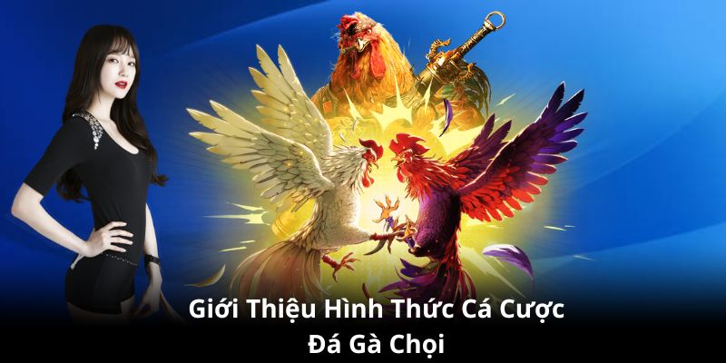 Giới thiệu cá cược đá gà chọi trực tuyến Sin88