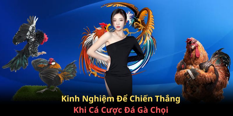 Kinh nghiệm để cá cược đá gà chọi và giành chiến thắng